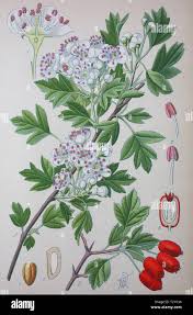 Attēlu rezultāti vaicājumam “Crataegus monogyna”