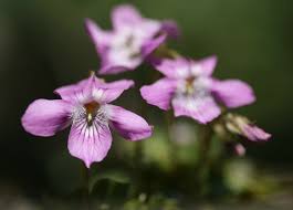 Attēlu rezultāti vaicājumam “Viola rupestris flower”