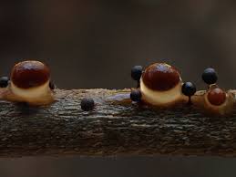 Attēlu rezultāti vaicājumam “Amaurochaete sp.”