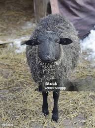 Attēlu rezultāti vaicājumam “Ovis aries”