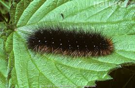 Attēlu rezultāti vaicājumam “Arctia caja larva”