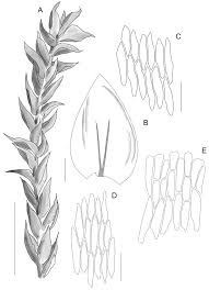 Attēlu rezultāti vaicājumam “Plagiothecium sp.”