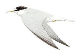 Attēlu rezultāti vaicājumam “Sternula albifrons”