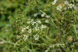 Image result for Pimpinella saxifraga