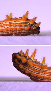 Attēlu rezultāti vaicājumam “Pyrochroidae imago”