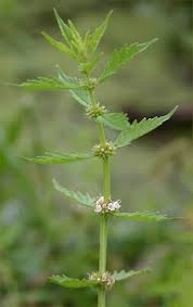 Attēlu rezultāti vaicājumam “Lycopus europaeus flower”