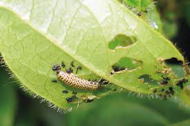 Attēlu rezultāti vaicājumam “Agelastica alni larva”