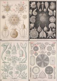 Image result for ernst haeckel