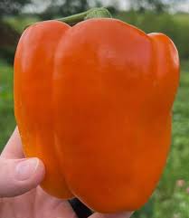 Afbeeldingsresultaat voor orange sun sweet pepper