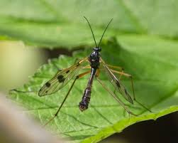 Attēlu rezultāti vaicājumam “Dictenidia bimaculata male”