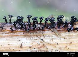 Attēlu rezultāti vaicājumam “Metatrichia floriformis”