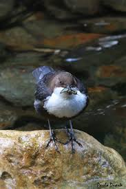 Attēlu rezultāti vaicājumam “Cinclus cinclus”