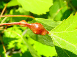 Attēlu rezultāti vaicājumam “Contarinia petioli”