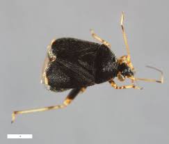 Attēlu rezultāti vaicājumam “Polymerus palustris”