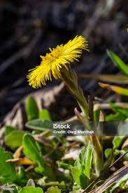 Attēlu rezultāti vaicājumam “Tussilago farfara fruit”