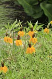 Image result for Ratibida columnifera