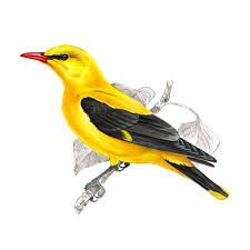 Attēlu rezultāti vaicājumam “Oriolus oriolus male”