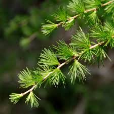 Attēlu rezultāti vaicājumam “Larix kaempferi leaf”