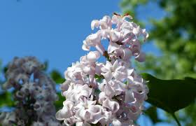 Attēlu rezultāti vaicājumam “Syringa vulgaris fruit”