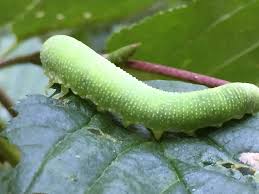 Attēlu rezultāti vaicājumam “Trichiosoma larva”