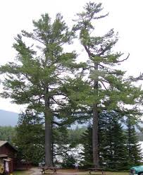 Attēlu rezultāti vaicājumam “Pinus strobus”