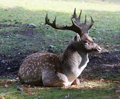 Attēlu rezultāti vaicājumam “Dama dama”