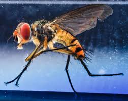 Attēlu rezultāti vaicājumam “Tachinidae”