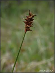 Attēlu rezultāti vaicājumam “Carex dioica”