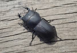 Attēlu rezultāti vaicājumam “Dorcus parallelopipedus”