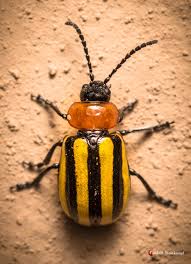 Attēlu rezultāti vaicājumam “Chrysomelidae”