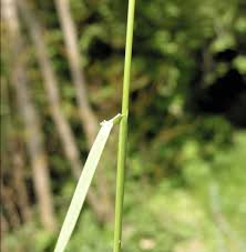 Attēlu rezultāti vaicājumam “Poa trivialis”