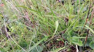 Attēlu rezultāti vaicājumam “Eriophorum latifolium leaf”