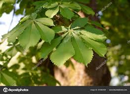 Attēlu rezultāti vaicājumam “Aesculus hippocastanum leaf”