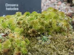 Attēlu rezultāti vaicājumam “Droseraceae”