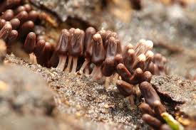 Attēlu rezultāti vaicājumam “Arcyria affinis young”