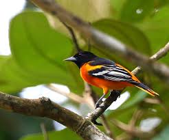 Image result for Icterus galbula