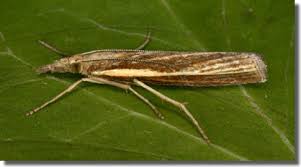 Attēlu rezultāti vaicājumam “Agriphila tristella”