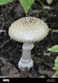 Attēlu rezultāti vaicājumam “Amanita pantherina”