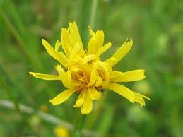 Attēlu rezultāti vaicājumam “Crepis paludosa flower”