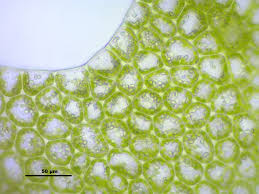 Attēlu rezultāti vaicājumam “Lophozia ventricosa”