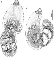 Attēlu rezultāti vaicājumam “Larus canus adult”
