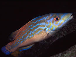 Image result for Labrus mixtus