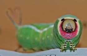 Attēlu rezultāti vaicājumam “Cerura vinula larva”