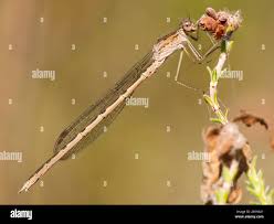 Attēlu rezultāti vaicājumam “Sympecma paedisca”