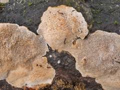 Attēlu rezultāti vaicājumam “Junghuhnia pseudozilingiana”