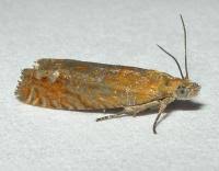 Attēlu rezultāti vaicājumam “Lathronympha strigana”
