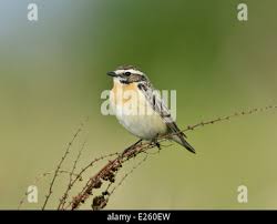 Attēlu rezultāti vaicājumam “Saxicola rubetra adult”