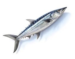 Image result for Scomberomorus cavalla