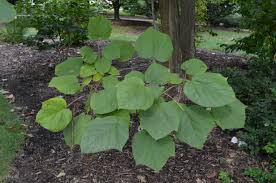 Attēlu rezultāti vaicājumam “Catalpa ovata”