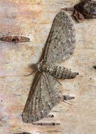 Attēlu rezultāti vaicājumam “Eupithecia satyrata”